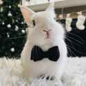 bunny tuxedo bowtie - christmas