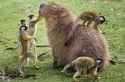 monkeys playing with capybara (r AnimalsBeingBros comments 21lnud)