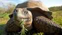galapagos