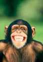 monke