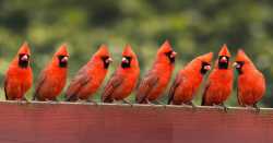 flockofcardinals