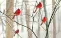 nature_animals_birds_Cardinals-80527.jpg!d