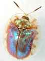 Golden Tortoise Beetle (Charidotella sexpuncata) - leaf beetle family, Chrysomelidae