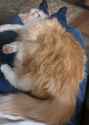 Zonked out mama cat