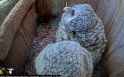 owlets