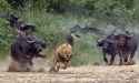 lion_buffalo