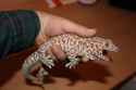 looking-into-getting-one-of-these-tokay-geckos-guys-let-me-v0-h0g3zi0wo96b1