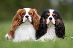spaniel-feat
