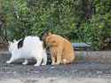 Cat-butts