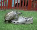 turtle-croc