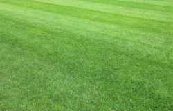 americanlawns