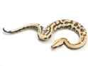 blood-python-goldeneye