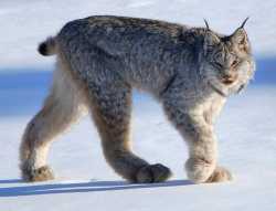 Canada-Lynx_Whitehorse-Yukon_Keith-Williams_flickr-fin_Web