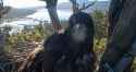 eaglets2