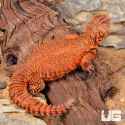 ug_Red_Uromastyx_2