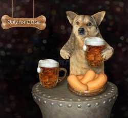 for dog