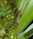 Newt