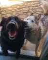 dogs