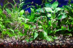 featured_image_-_tank_full_of_Malaysian_trumpet_snails_1400x.progressive