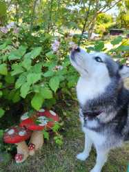 dogsniff