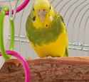 VoteBirb