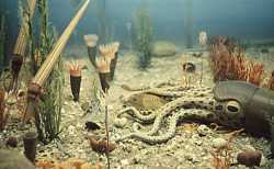 ordovicsea