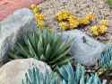 succulents-and-the-lizards-who-love-them-v0-kb921frjjzvc1