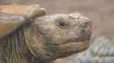 sulcata_tortoise2
