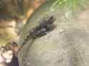 froglet