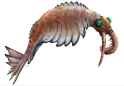 Anomalocaris