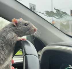 rat driving vehicle
