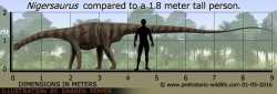 nigersaurus-size
