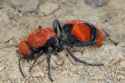 Eastern-velvet-ant