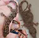 theTopicalHouseGeckos
