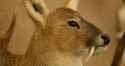vampire-deer-closeup-featured