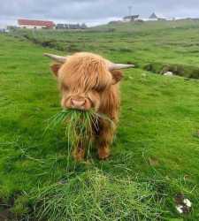cow
