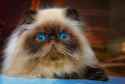 spruce-pets-flat-faced-cats-db81e1423eff4269b023f832b1bb53ed