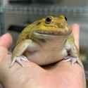 what-species-is-this-frog-seen-on-instagram-v0-oswwrjf1ddrd1