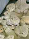 frogs-farm-chinese-edible-frog-east-asian-bullfrog-taiwanese-frog-65276666
