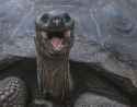 galapagos-giant-tortoise-endemic