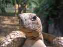 800px-Geochelone_denticulata