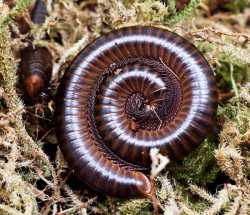 T_laterolobatus2