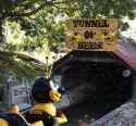 bees