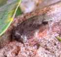 froglet2