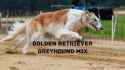 golden-retriever-greyhound-mix