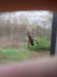 bug