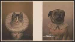 dog_cat