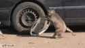 monkey stealing hubcap