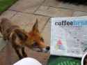 did_i_read_coffee