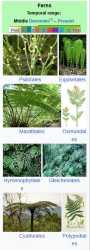ferns
